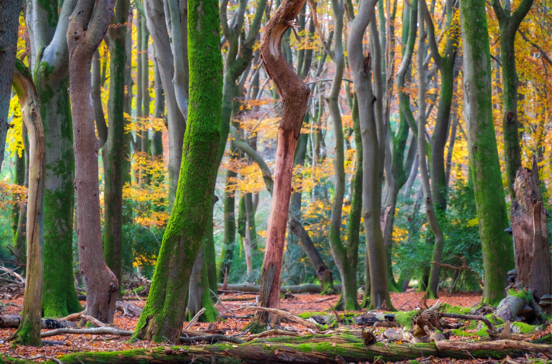 trees